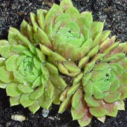 Sempervivum - Dachwurz - Hauswurz